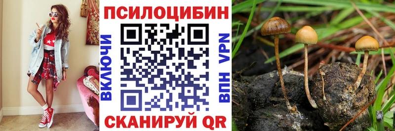 даркнет сайт Суздаль Псилоцибиновые грибы Psilocybe